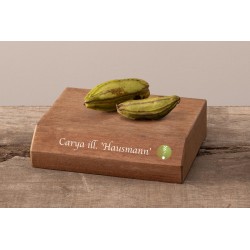 Riešutmedžiai internetu