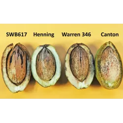 Pekano riešutmedis - Carya illinoinensis HENNING