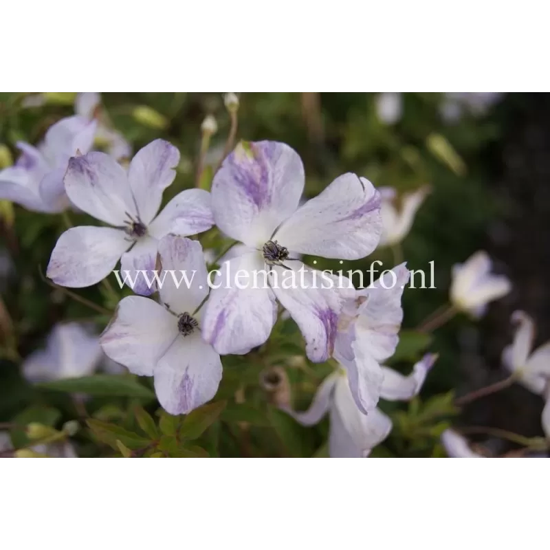 Mėlynžiedė raganė - Clematis viticella CAERULEA LUXURIANS