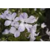 Mėlynžiedė raganė - Clematis viticella CAERULEA LUXURIANS