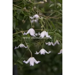 Mėlynžiedė raganė - Clematis viticella CAMPANIFLORA