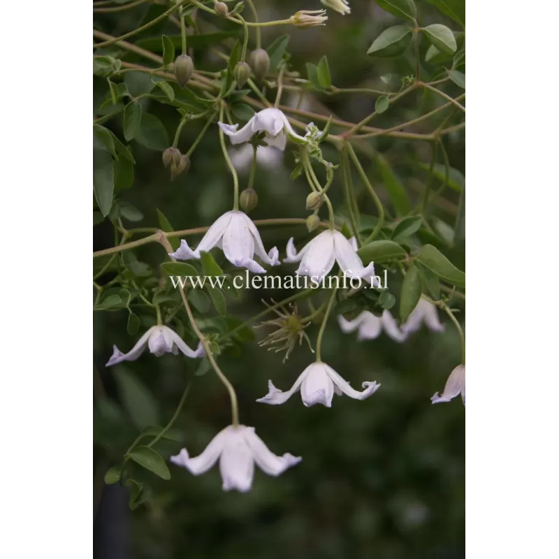 Clematis viticella CAMPANIFLORA