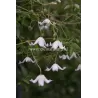 Mėlynžiedė raganė - Clematis viticella CAMPANIFLORA