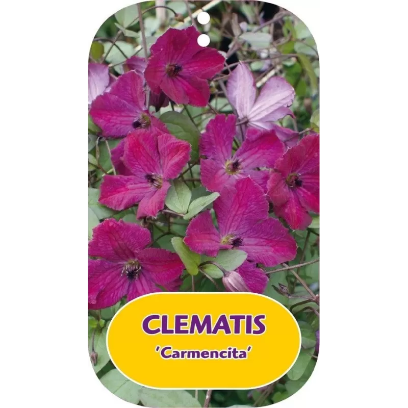 Clematis patens CARMENCITA