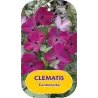 Clematis patens CARMENCITA