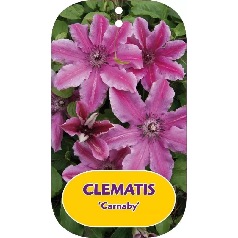 Plačiažiedė raganė - Clematis patens CARNABY