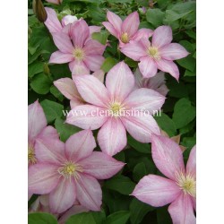 Clematis patens CAROLINE