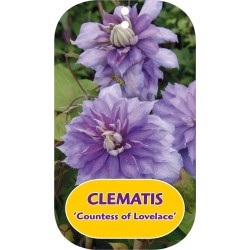 Clematis patens COUNTESS OF LOVELACE