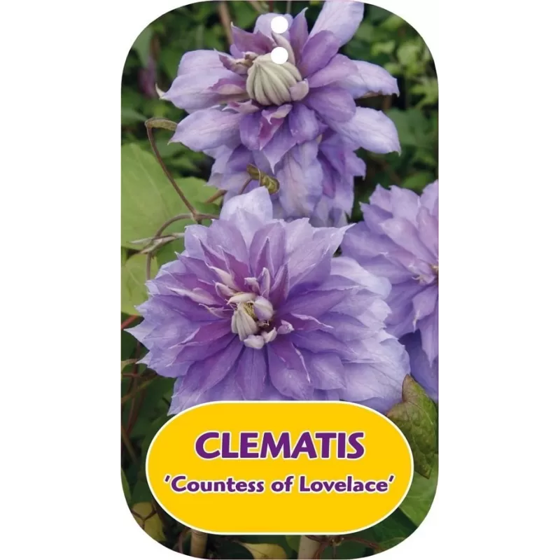Clematis patens COUNTESS OF LOVELACE
