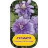 Clematis patens COUNTESS OF LOVELACE