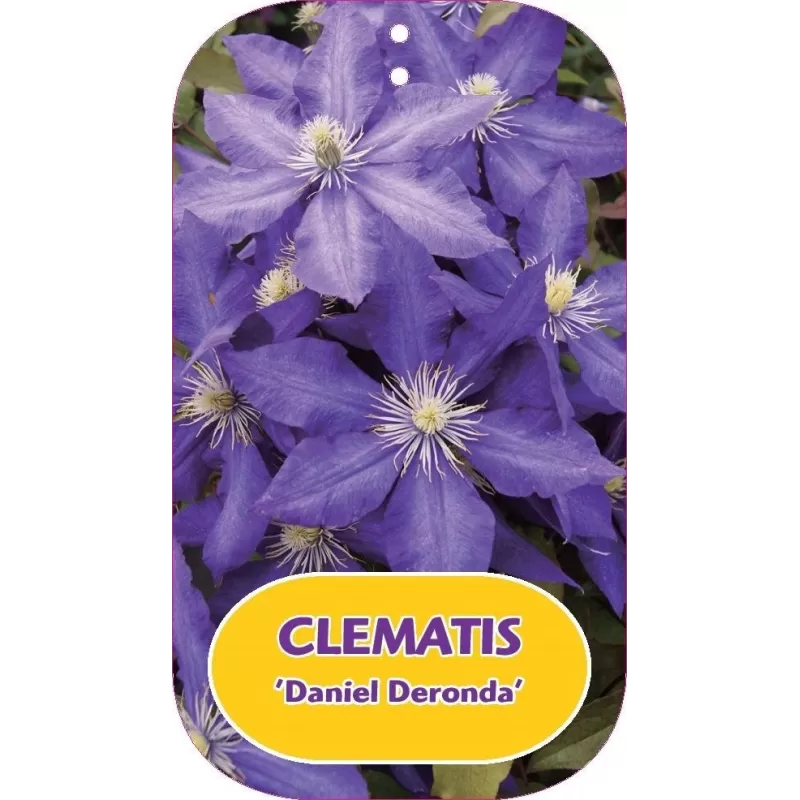 Plačiažiedė raganė - Clematis patens DANIEL DERONDA