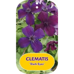 Mėlynžiedė raganė - Clematis viticella DARK EYES