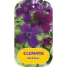 Clematis viticella DARK EYES