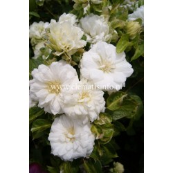 Plačiažiedė raganė - Clematis patens DUCHESS OF EDINBURGH