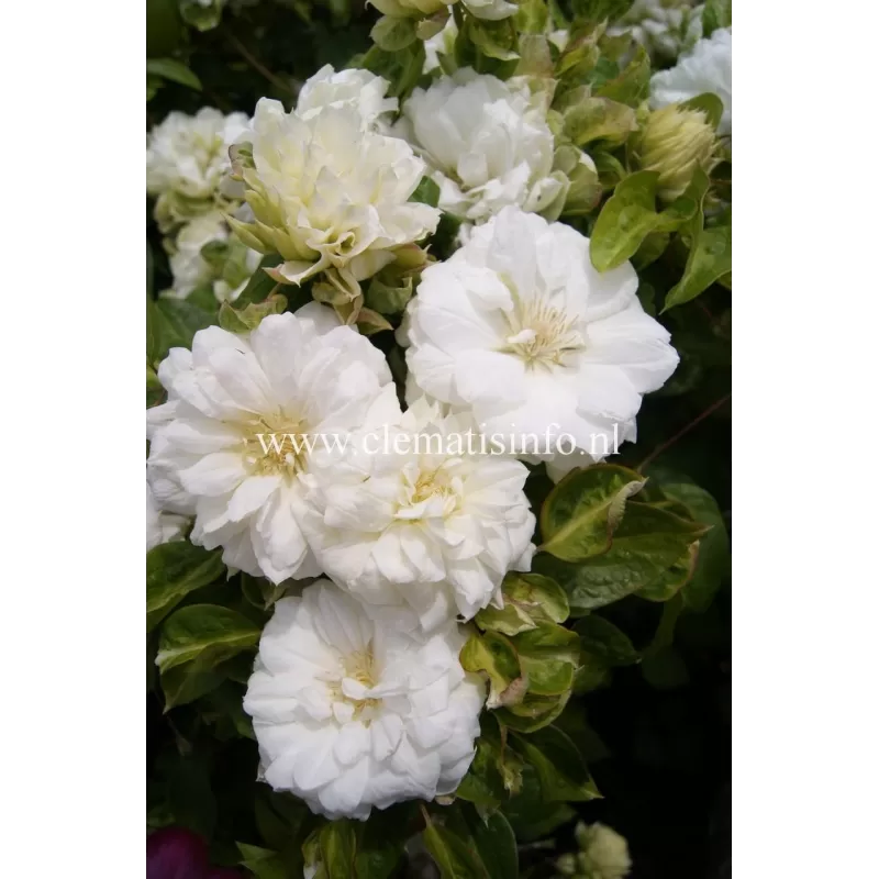 Plačiažiedė raganė - Clematis patens DUCHESS OF EDINBURGH