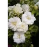 Plačiažiedė raganė - Clematis patens DUCHESS OF EDINBURGH