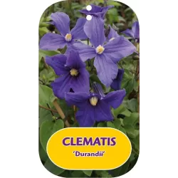 Clematis integrifolia DURANDII