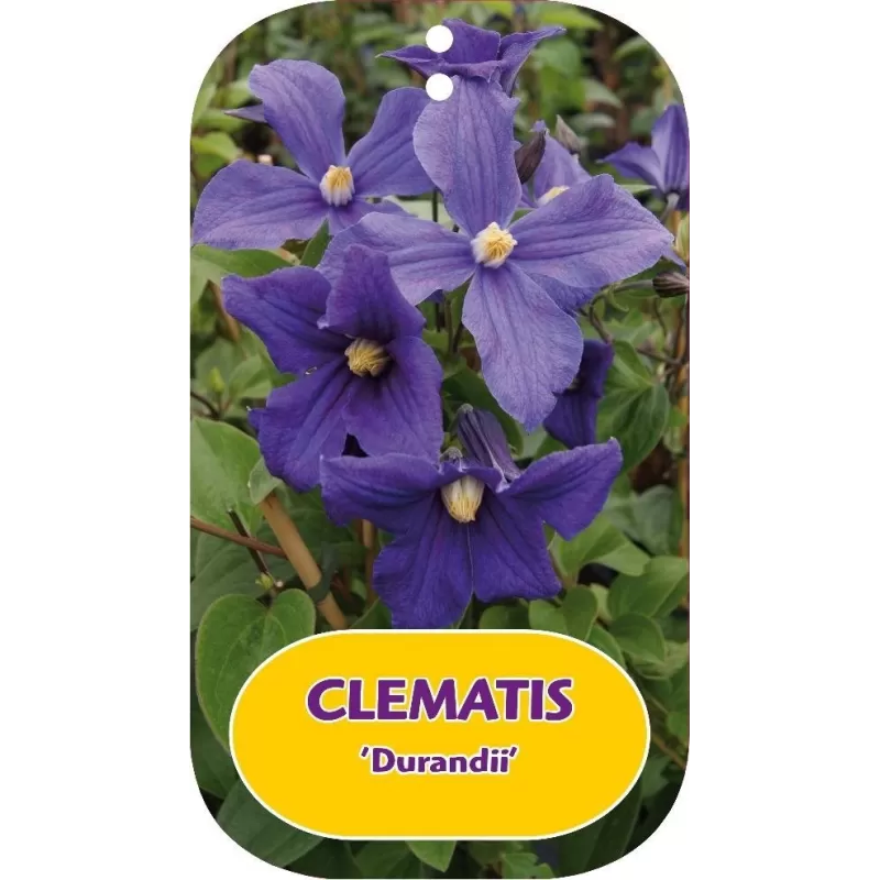 Sveikalapė raganė - Clematis integrifolia DURANDII