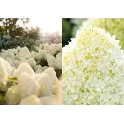 Šluotelinė hortenzija - Hydrangea paniculata Living COTTON CREAM