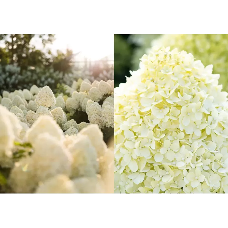 Hydrangea paniculata Living COTTON CREAM