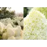 Hydrangea paniculata Living COTTON CREAM