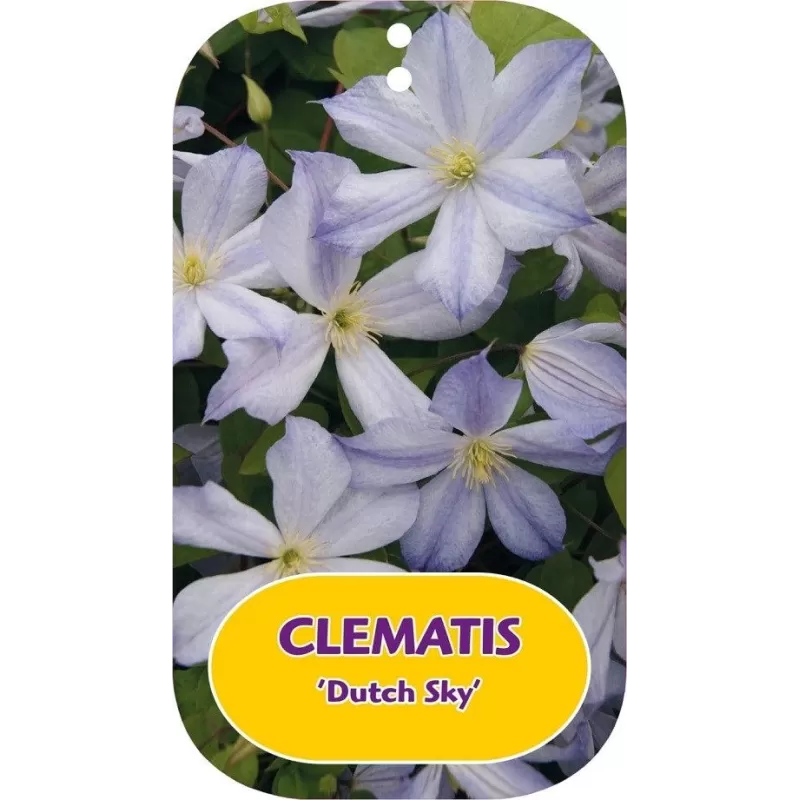 Raganė - Clematis Romantika