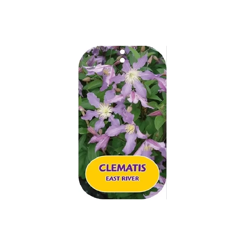 Clematis diversifolia EAST RIVER