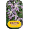 Clematis diversifolia EAST RIVER