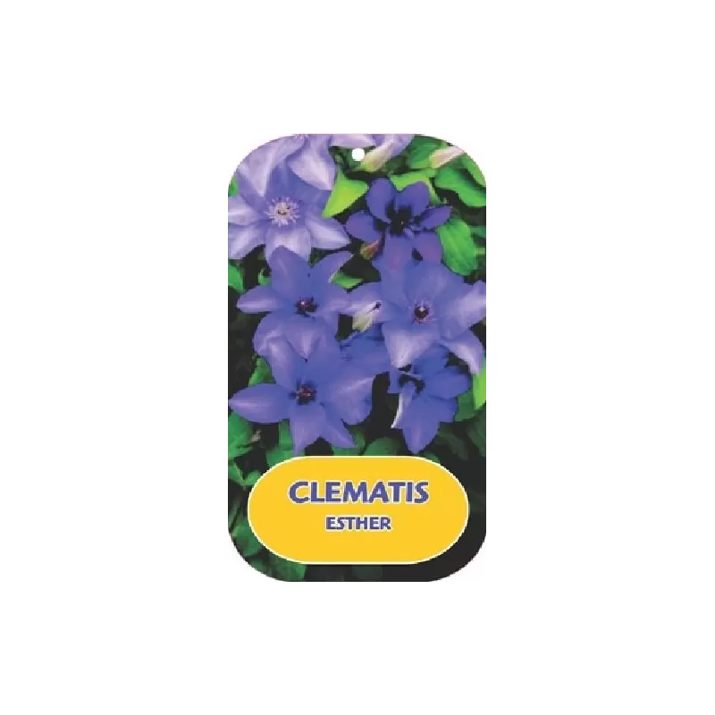 Clematis patens ESTHER