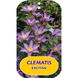 Plačiažiedė raganė - Clematis patens EXCITING