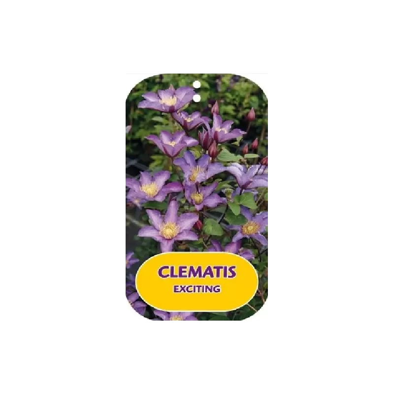 Clematis patens EXCITING