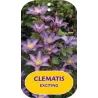 Clematis patens EXCITING