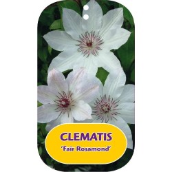 Plačiažiedė raganė - Clematis patens FAIR ROSAMOND