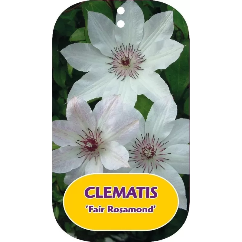 Clematis patens FAIR ROSAMOND