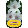 Clematis patens FAIR ROSAMOND