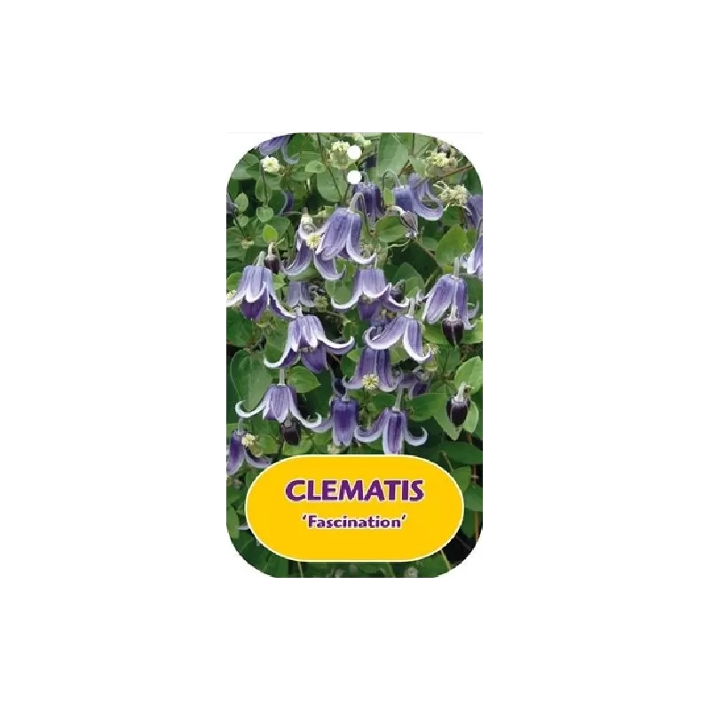 Įvairialapė raganė - Clematis diversifolia FASCINATION