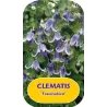 Įvairialapė raganė - Clematis diversifolia FASCINATION