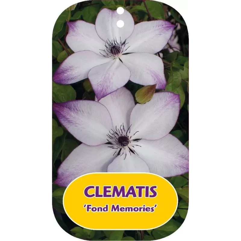 Gausiažiedė raganė - Clematis florida FOND MEMORIES