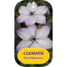 Gausiažiedė raganė - Clematis florida FOND MEMORIES