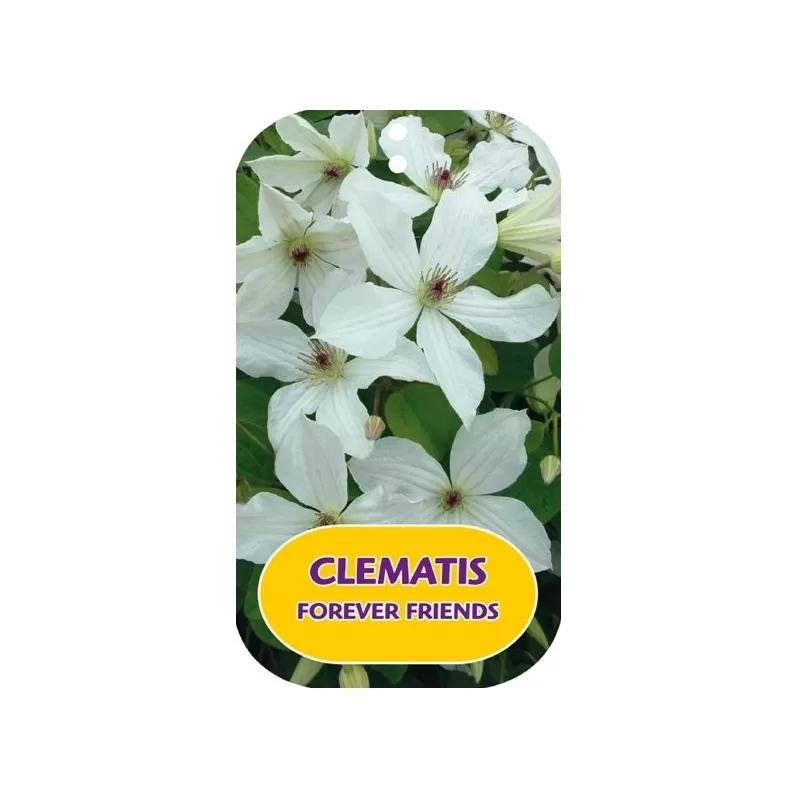 Puošnioji raganė - Clematis jackmanii FOREVER FRIENDS