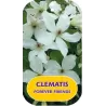 Puošnioji raganė - Clematis jackmanii FOREVER FRIENDS
