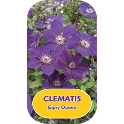 Clematis patens GIPSY QUEEN