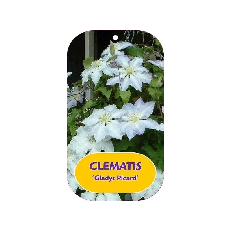 Clematis patens GLADYS PICARD