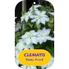 Plačiažiedė raganė - Clematis patens GLADYS PICARD