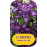 Mėlynžiedė raganė - Clematis viticella GLORIOUS DAY