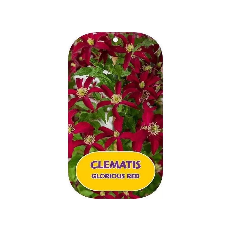 Mėlynžiedė raganė - Clematis viticella GLORIOUS RED