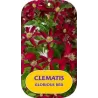 Mėlynžiedė raganė - Clematis viticella GLORIOUS RED