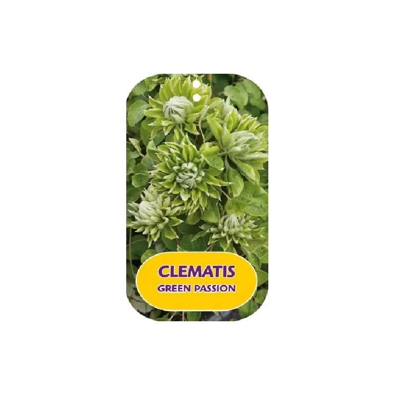 Plačiažiedė raganė - Clematis patens GREEN PASSION