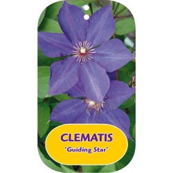 Clematis patens GUIDING STAR