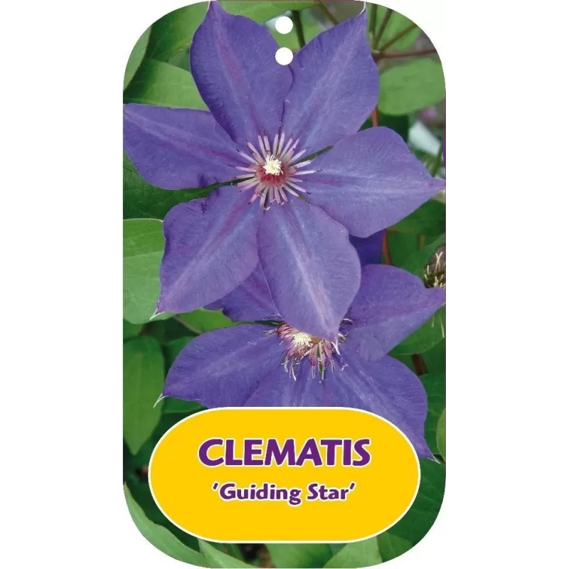 Clematis patens GUIDING STAR